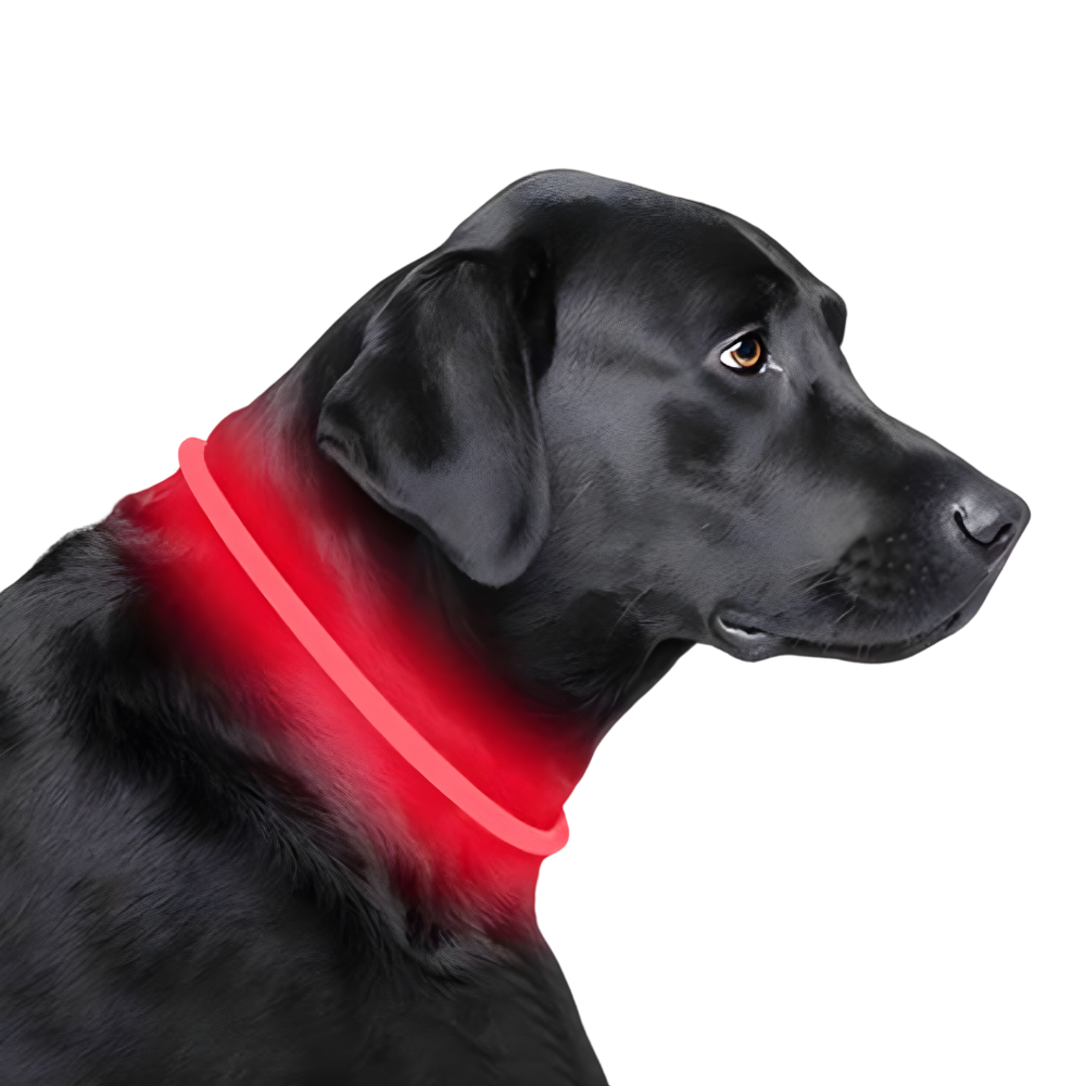 Collier LED rechargeable et waterproof Chiens